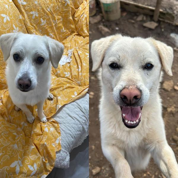 LEO 💤 DAL DIVANO AL BOX 💔 Foto 3